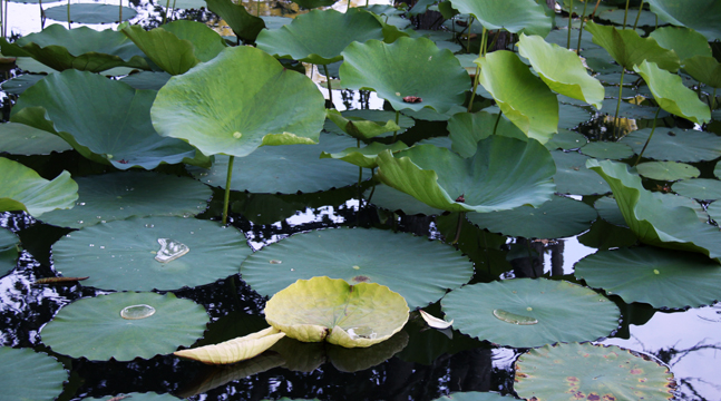 gr_P_Lilypads_P_ 177.