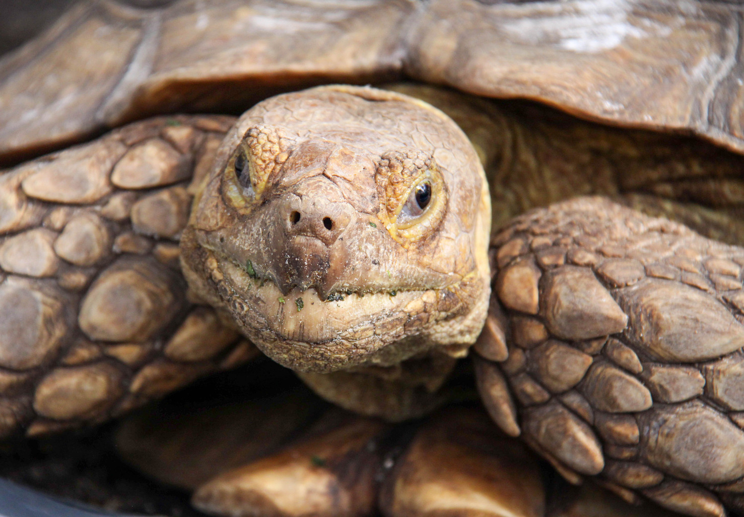 smiling tortoise