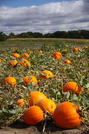 mi_The great Pumpkin patch_0018