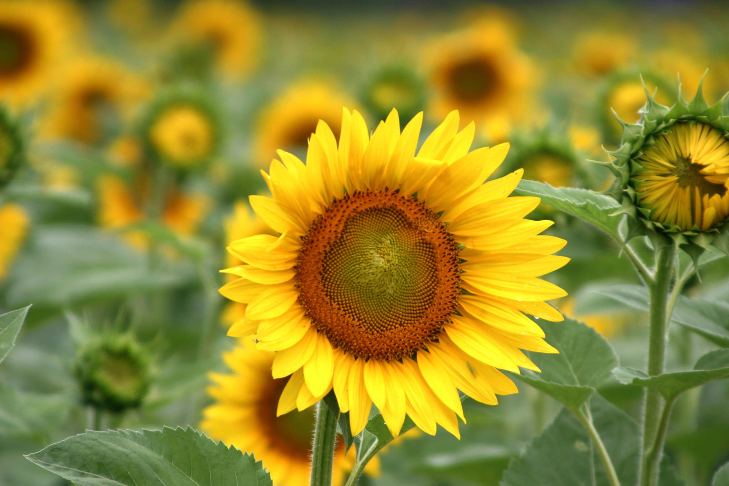 Steves field of sunshine