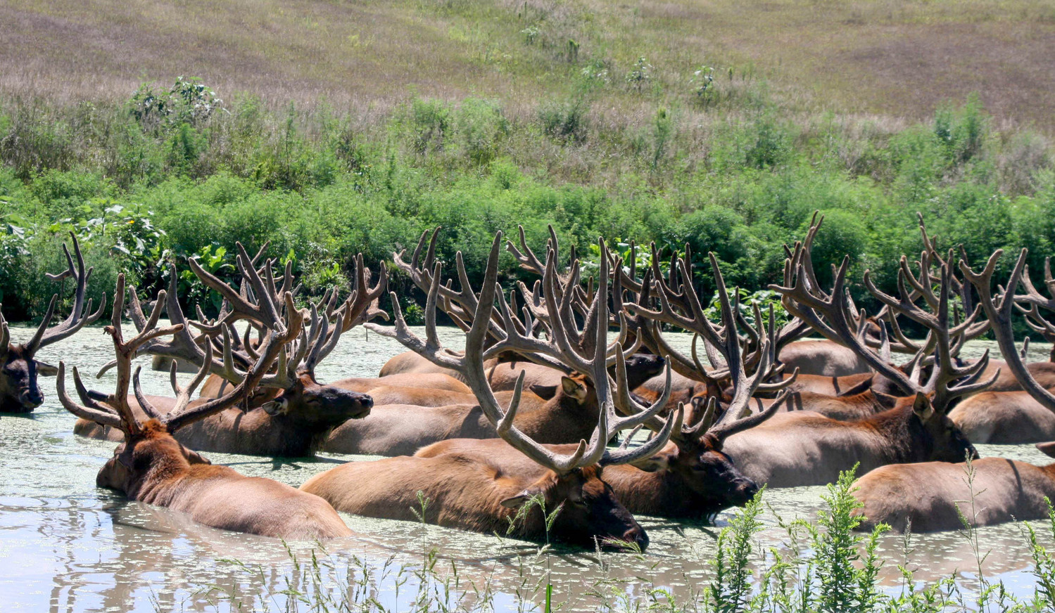 swimming elk