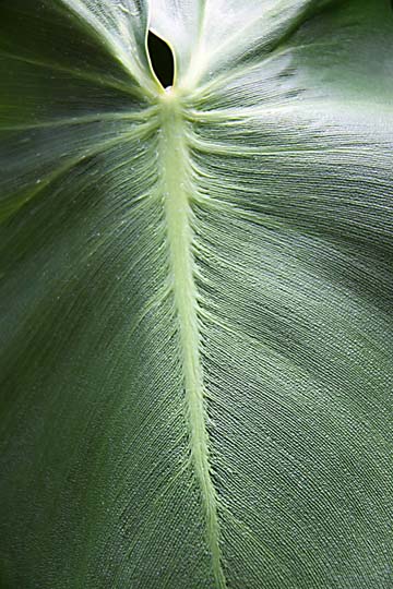 gr_Broad leaf_ 015