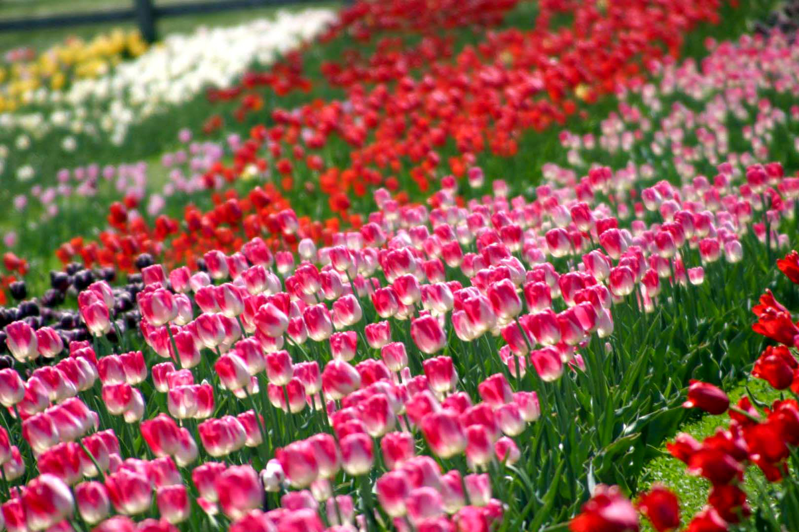 Tulips in Holland,Michigan