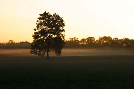 Moms Oak tree in the side field