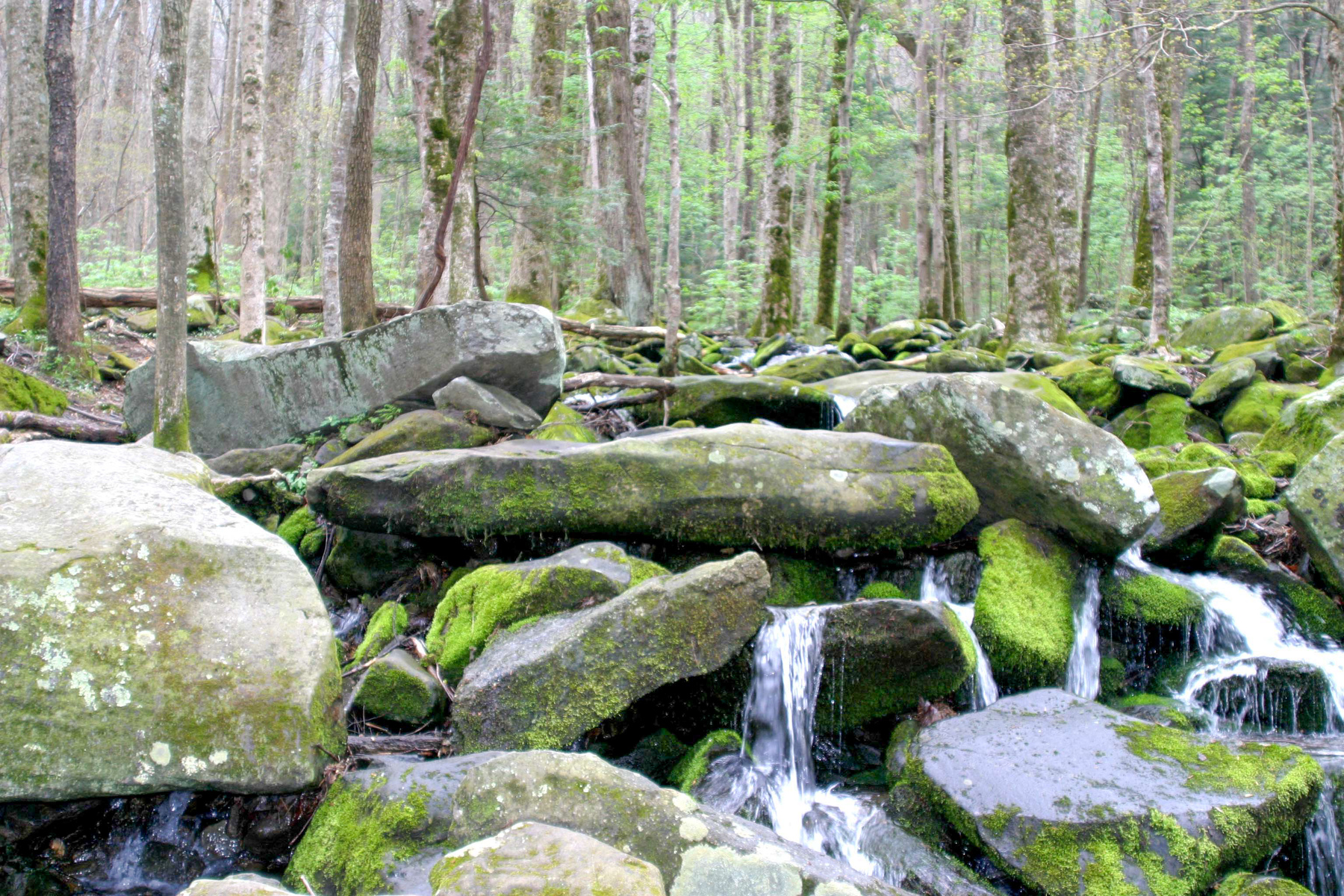 Smokey Mountains moss rocks 2