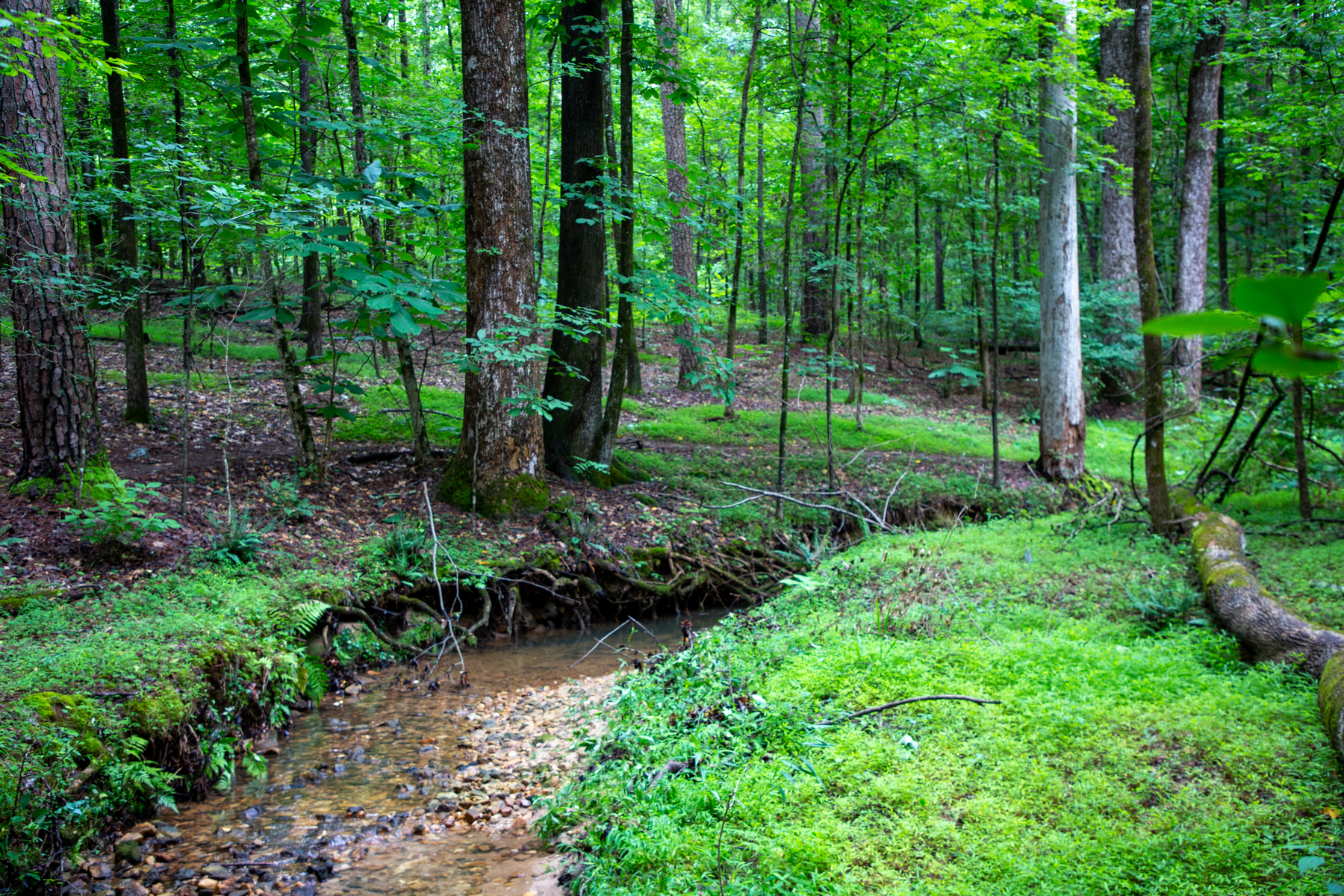 ga_creekbed in all the green of summer