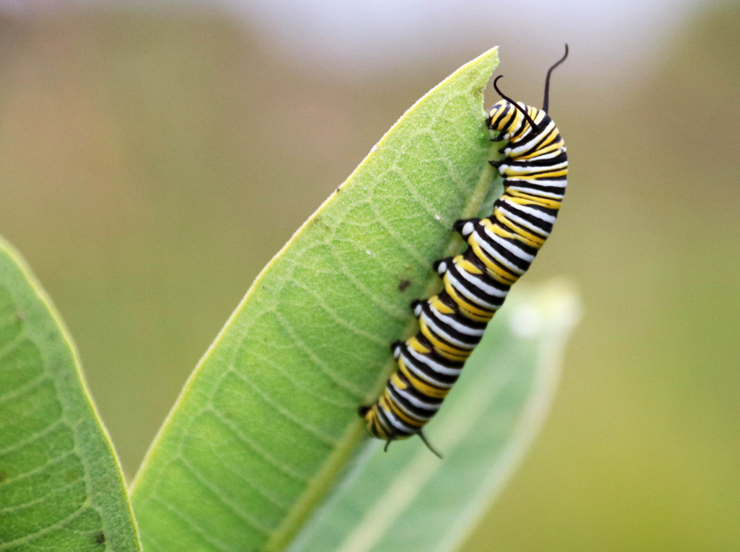 monarch and the milkweed