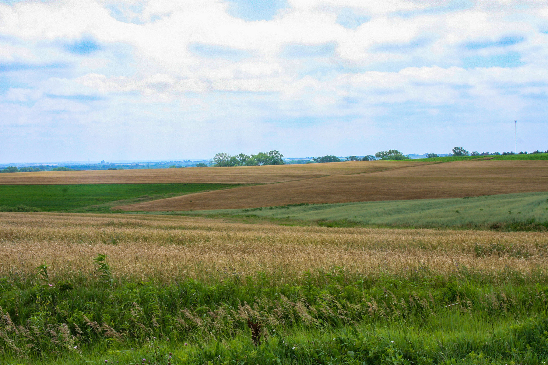 wheat is coming in