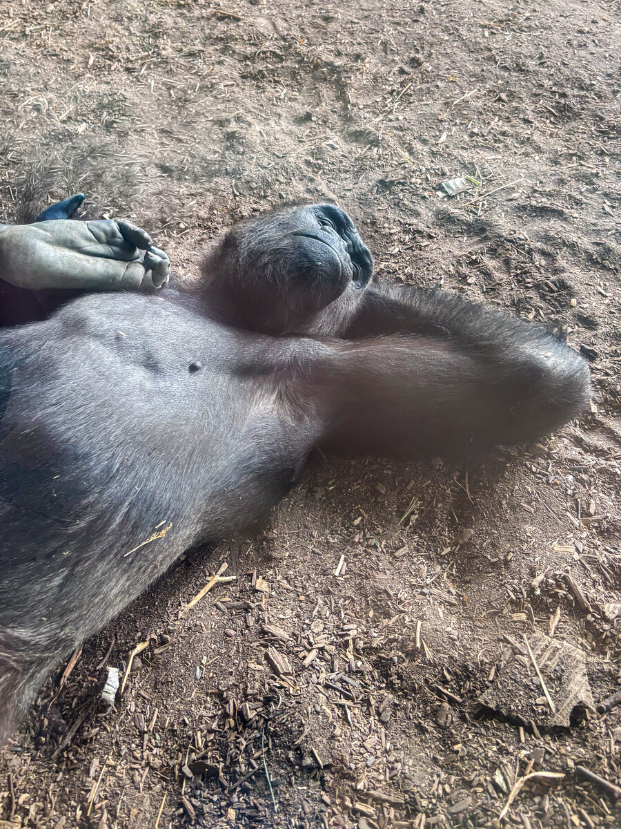 sleeping chimp