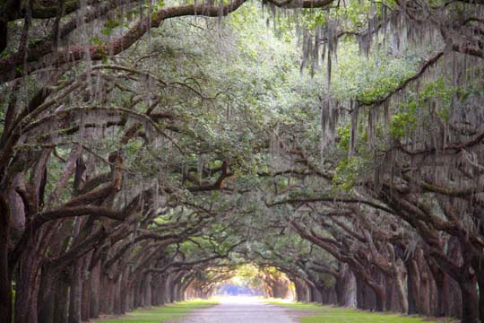 ga_wormsloe_004