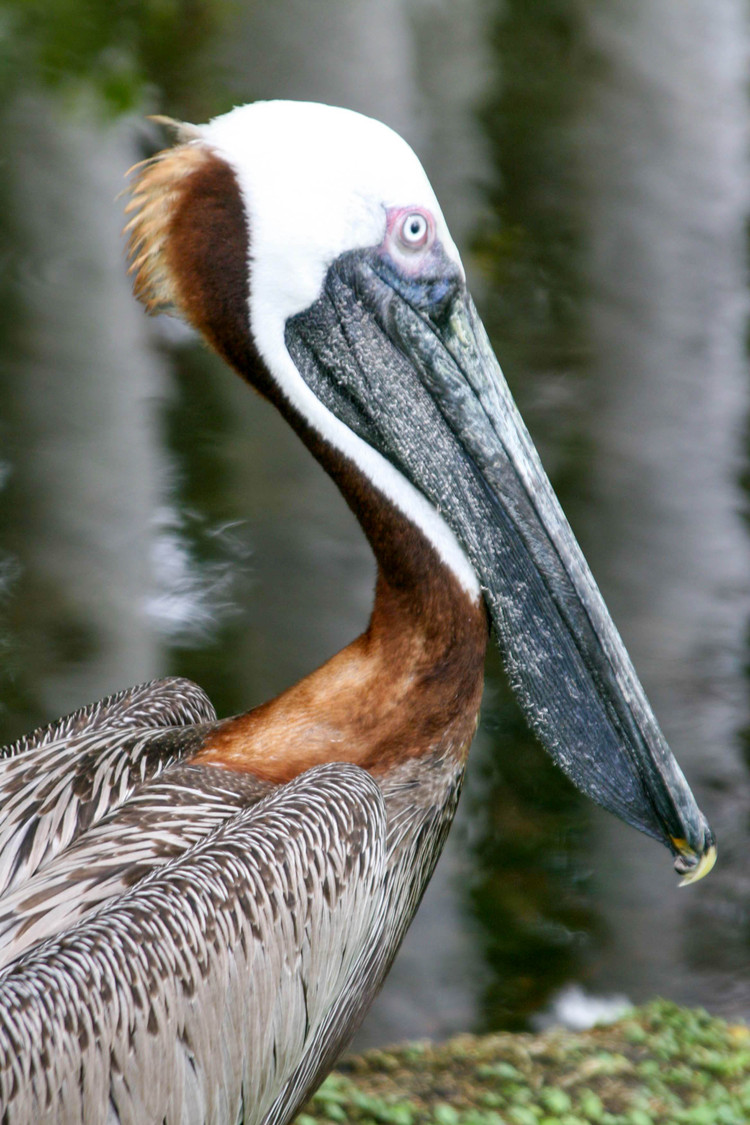 pelican