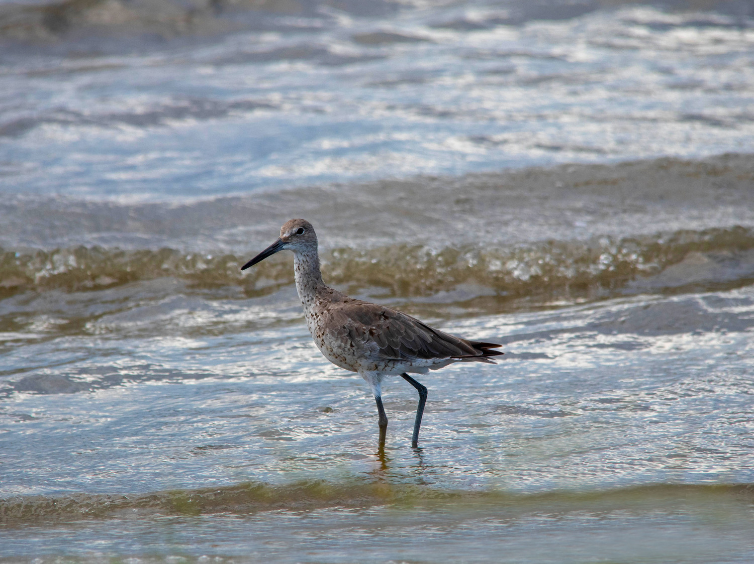 oystercatcher