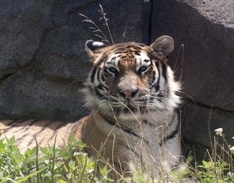 3_ca_Tiger Resting_2249