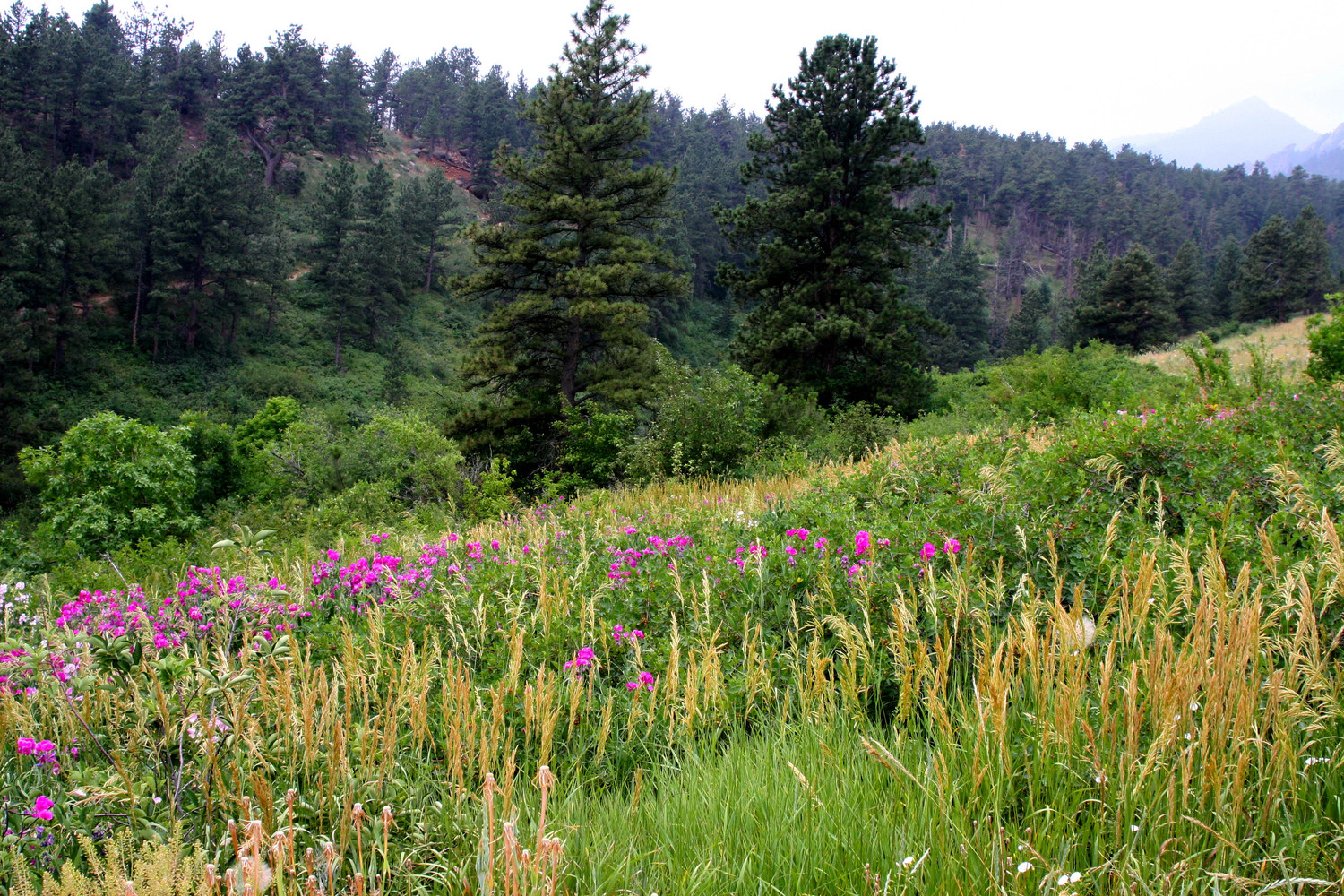 the meadow