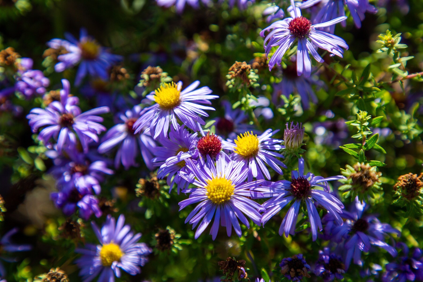 asters