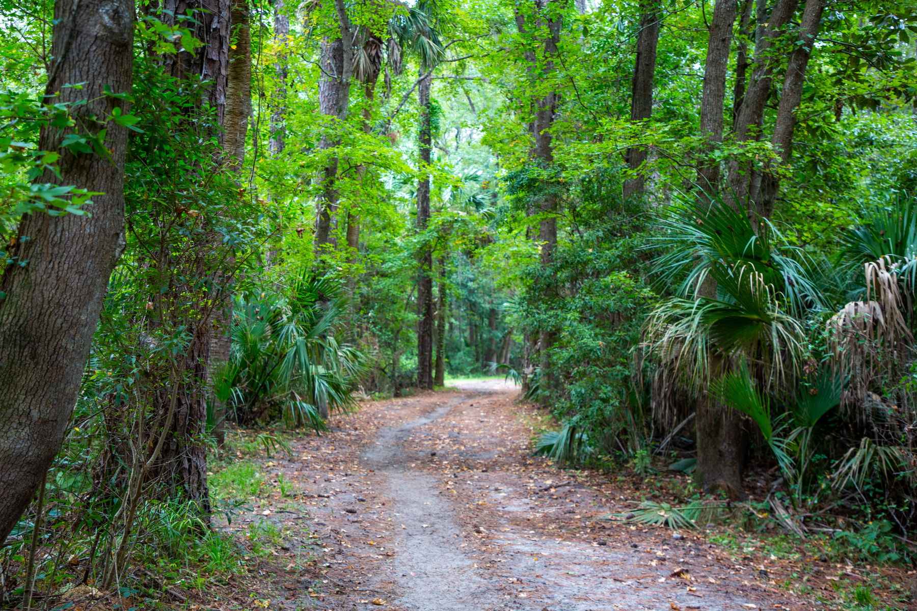 Forest preserve