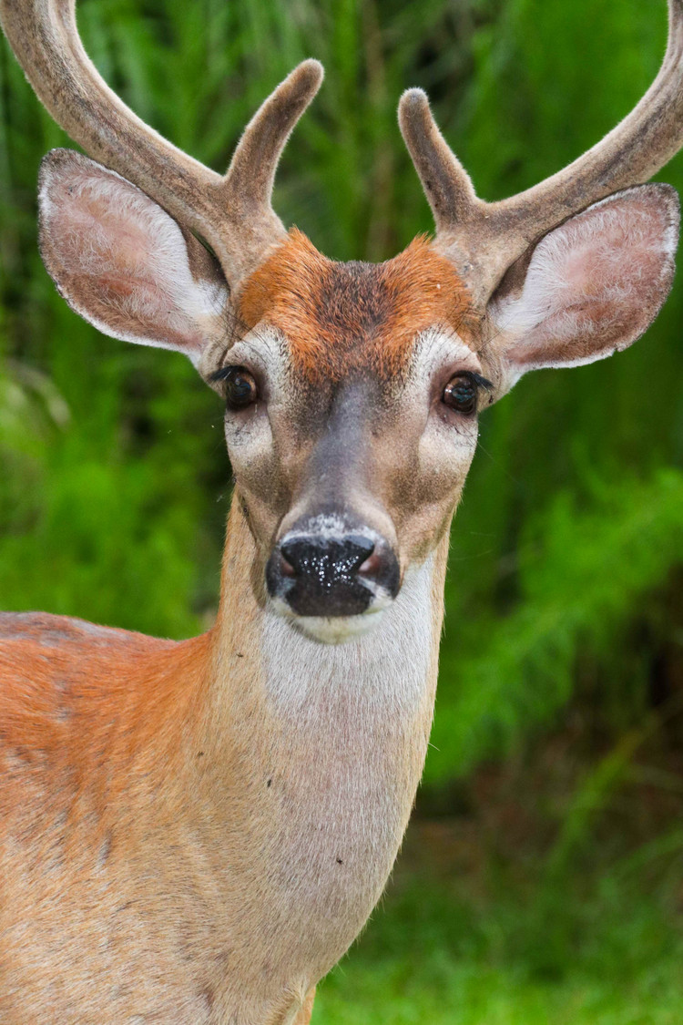 fripp deer