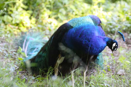 3_bi_Peacock_0073