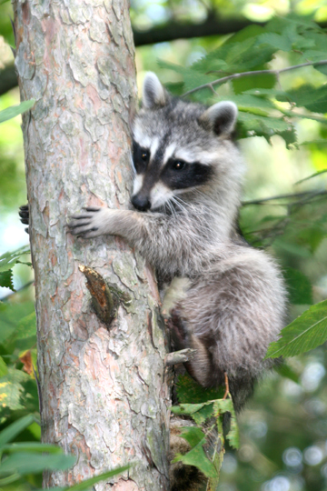 3_rac_raccoon_2431