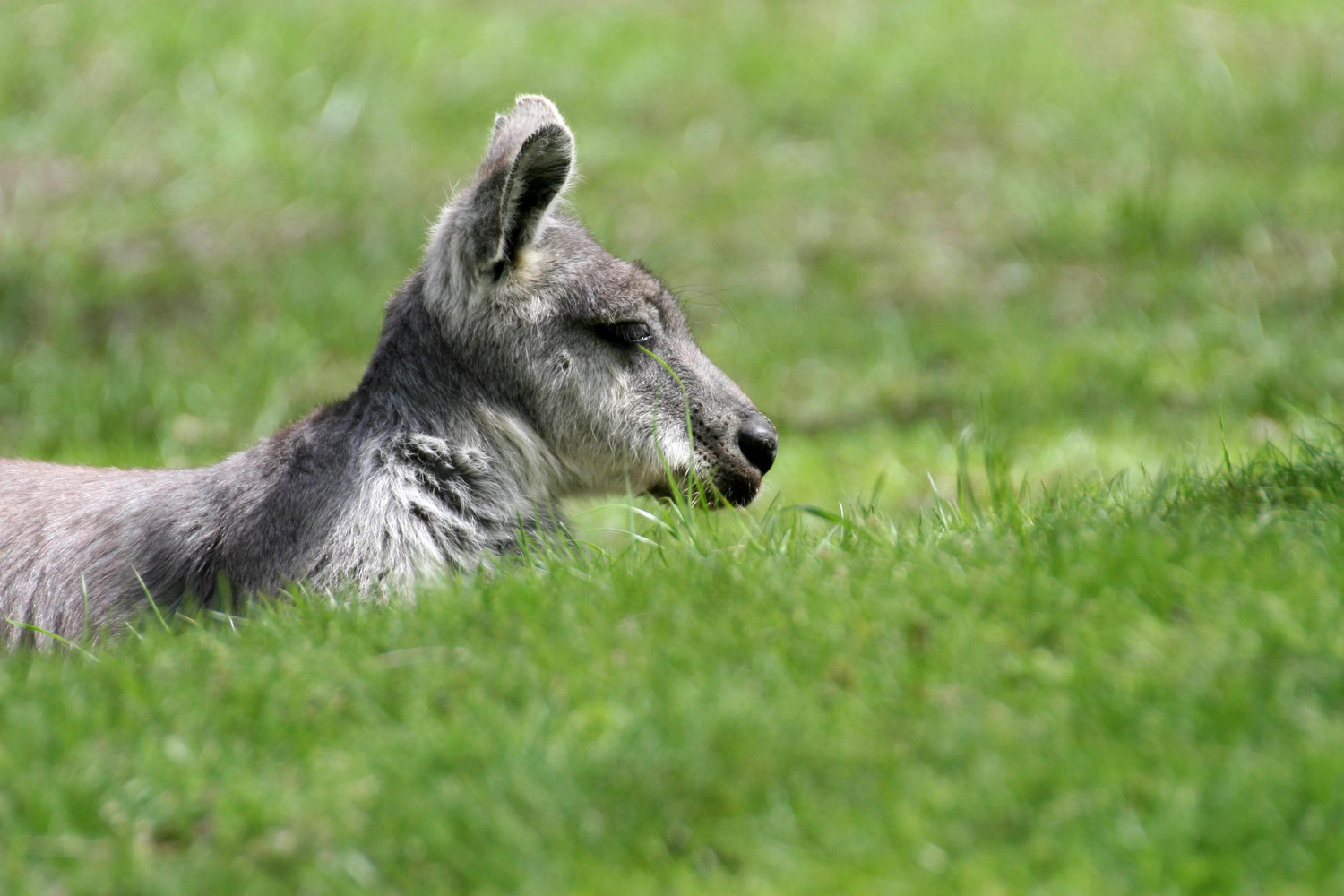 wallaby