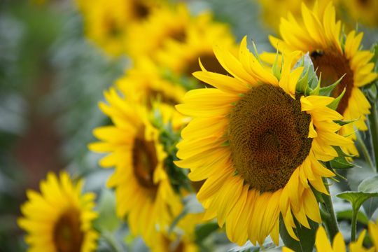 yellow plantlife gallery