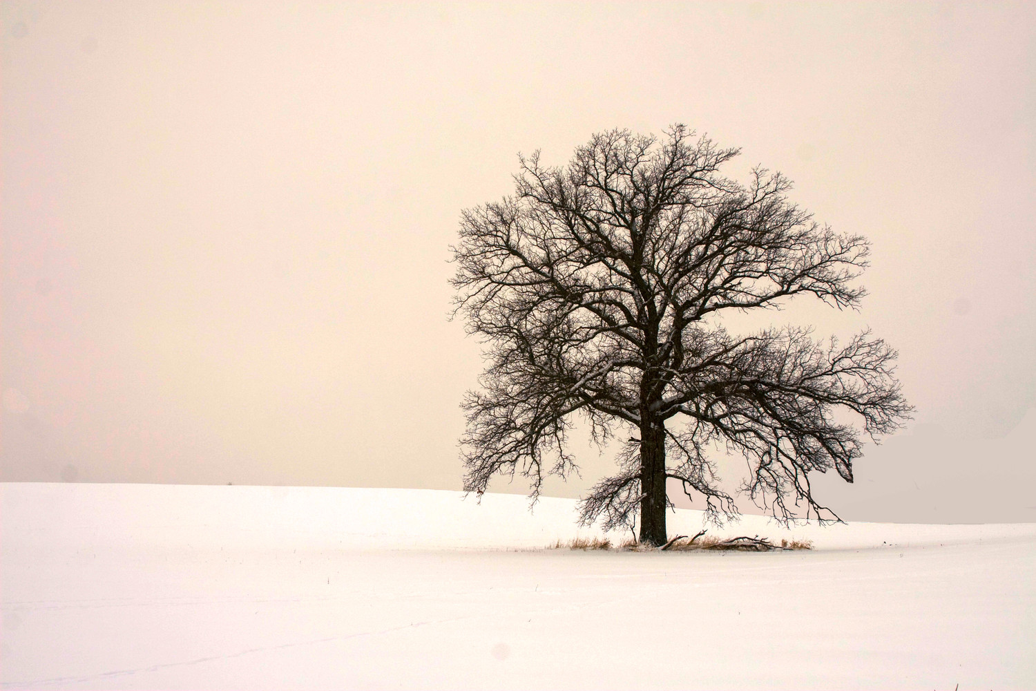 oak tree in the field in winter