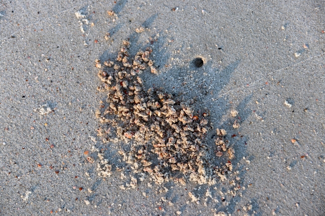 ghost crab disapeared_180