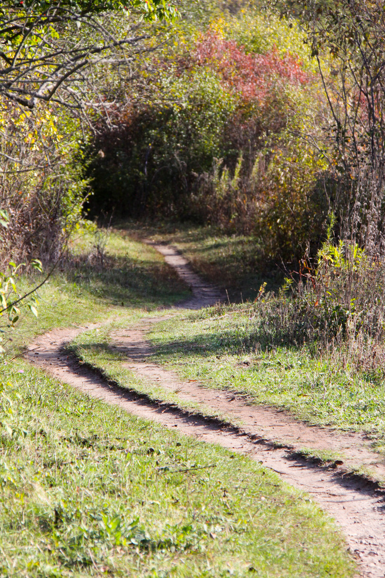 the woods near the Huron