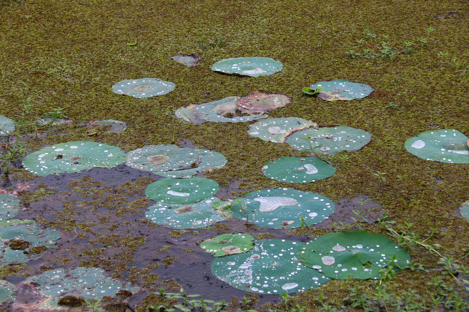 lilies in duckweed