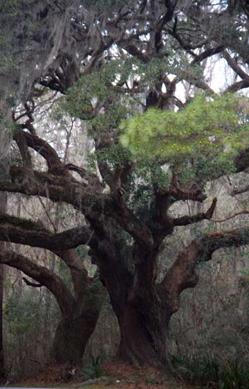 sc_live oak_023