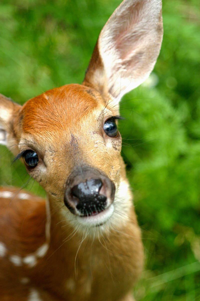 curious fawn