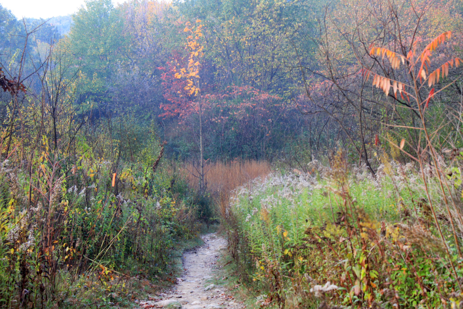 Ann Arbor trail