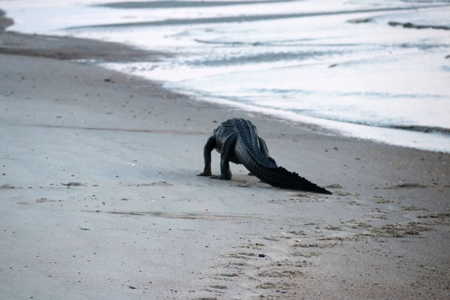 a walk on the beach_030