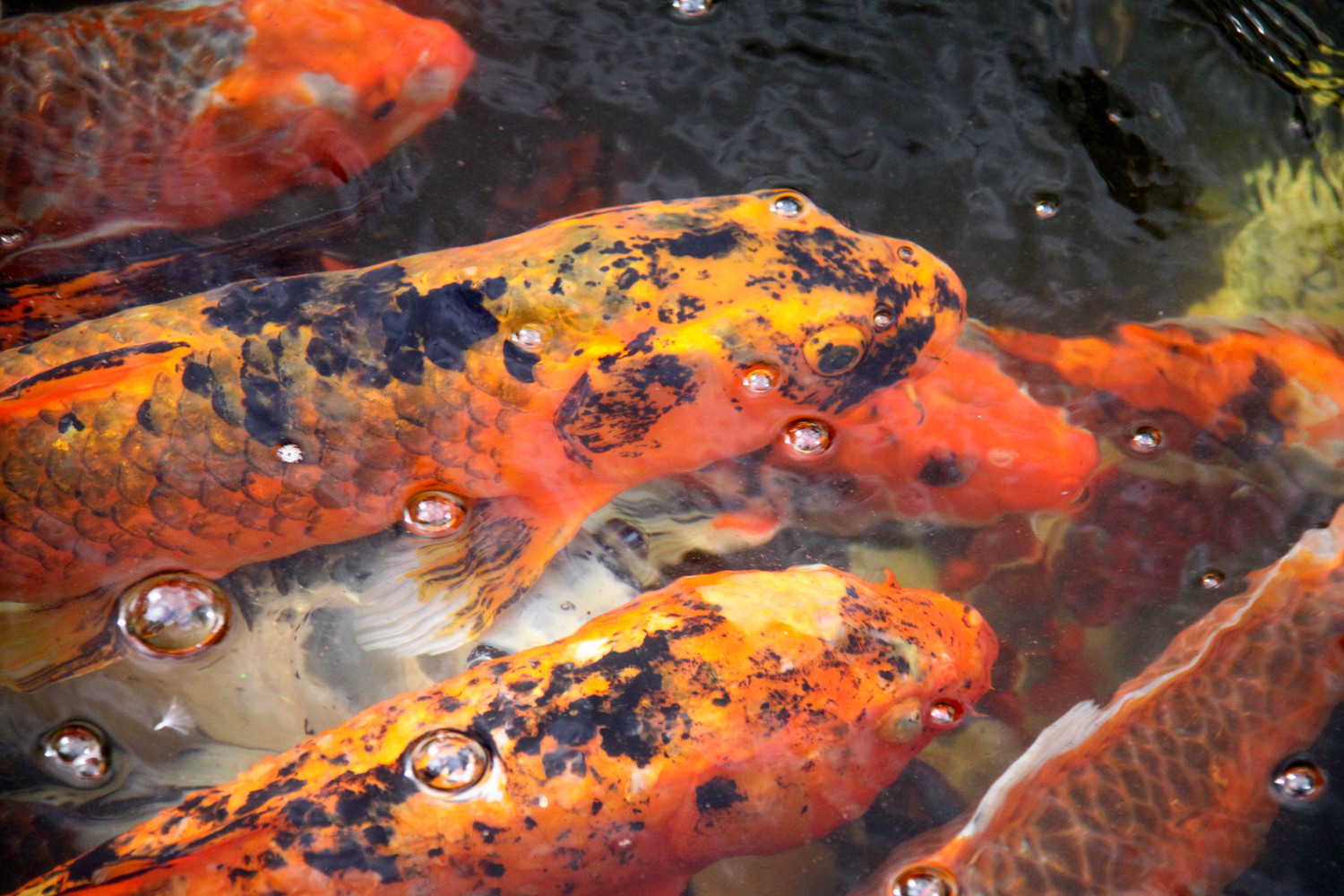 koi and bubbles