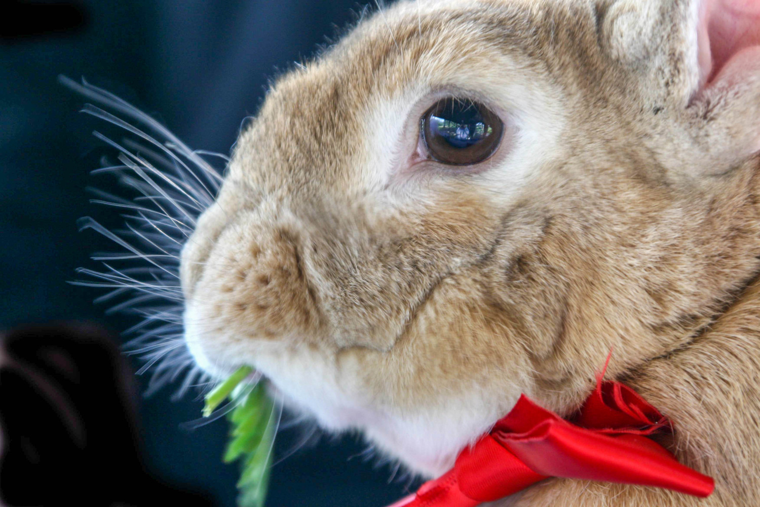 bunny and bows