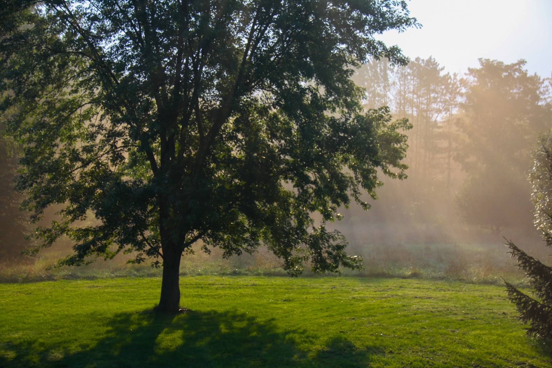 209-24-113 backyard haze