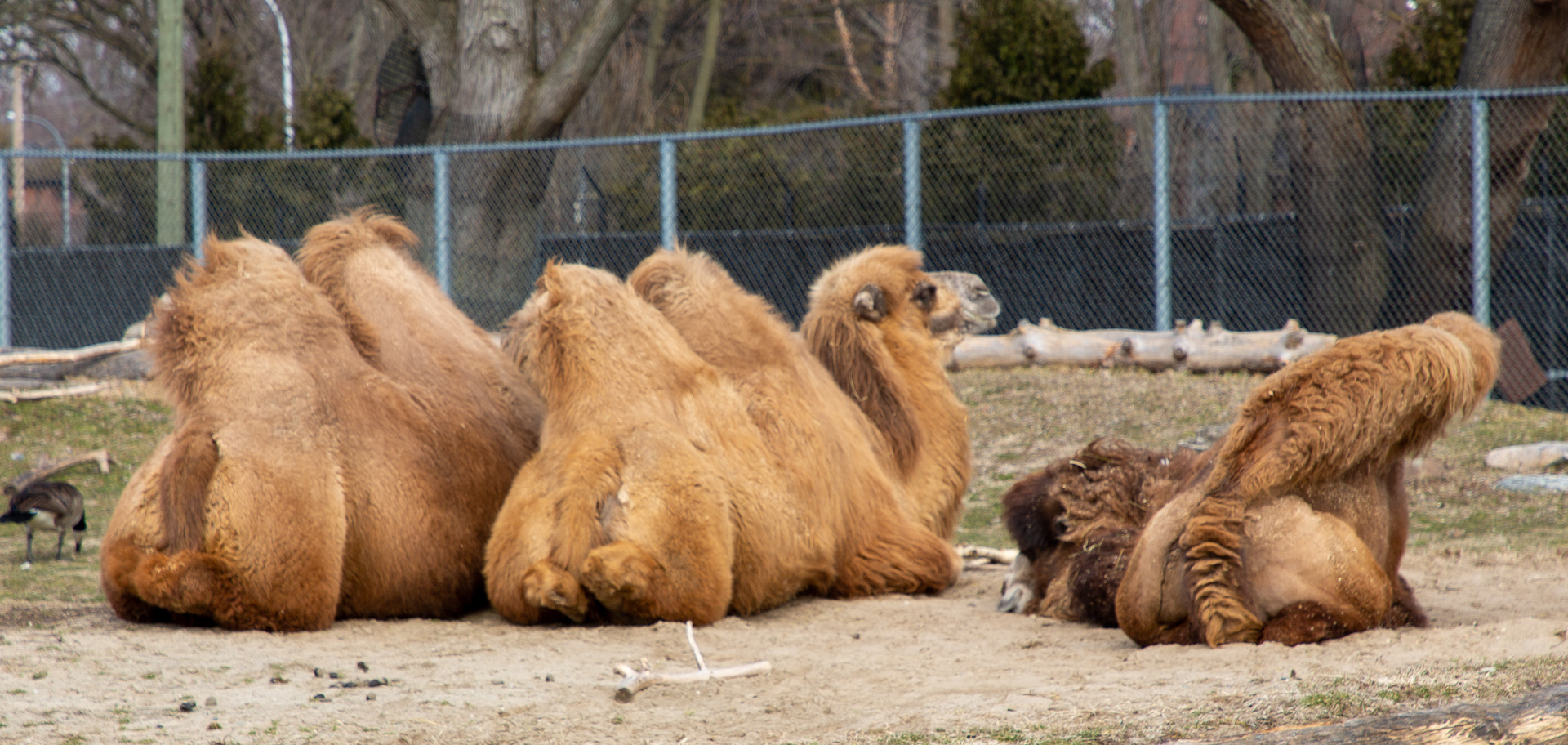 camels_083