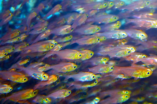 3_fi_School of Fish0157