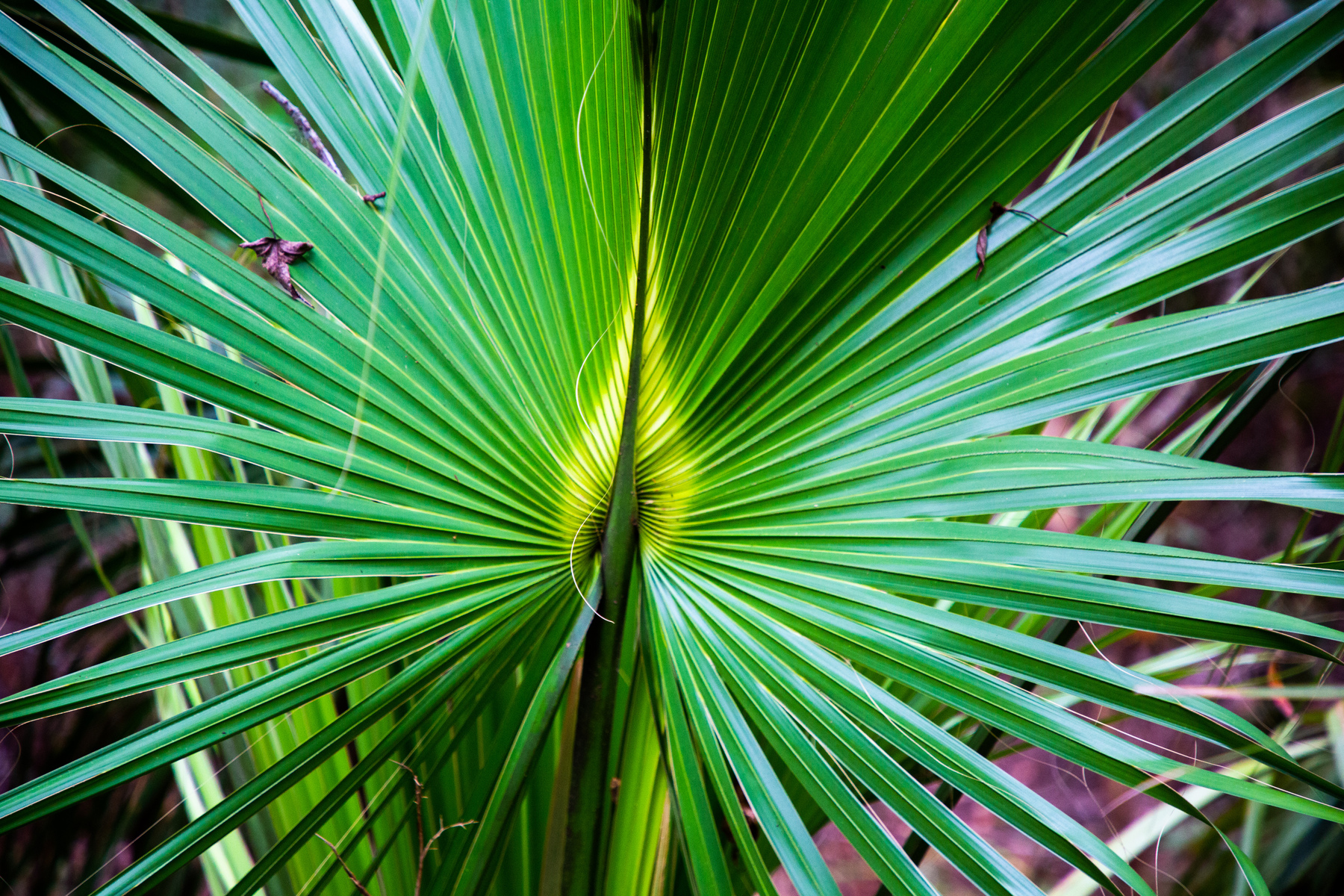 palm frond