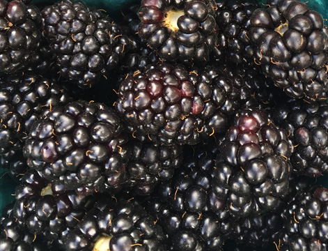 black rasberries