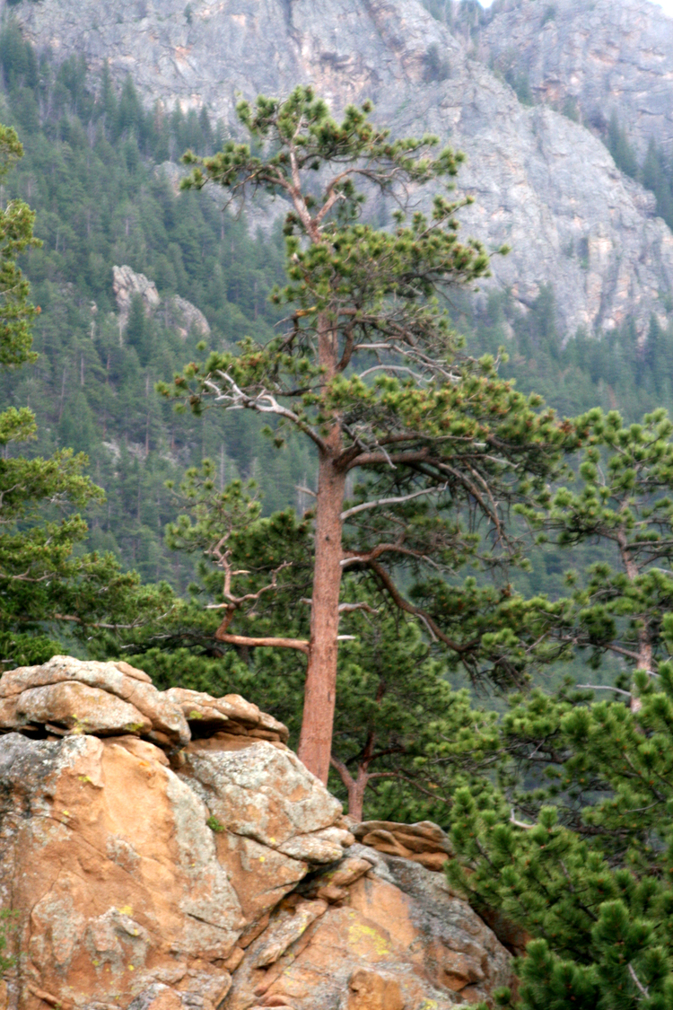 growing out of the rock