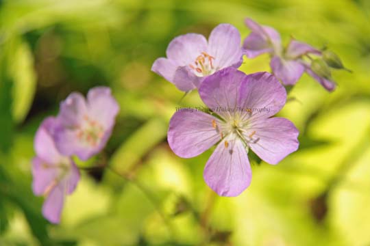 bpu_purple flowers