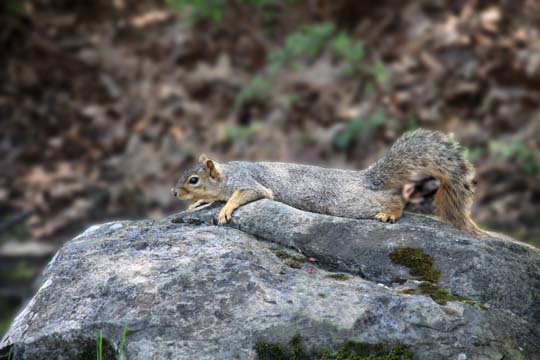 3_ro_fox squirrel_0079