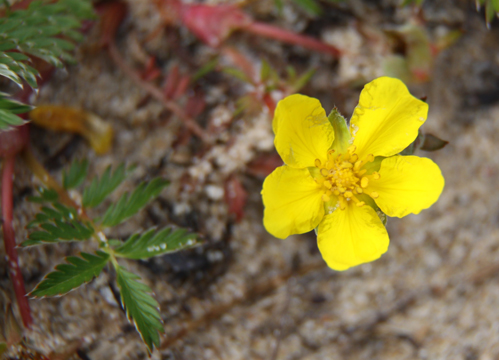 ye_Beachflowers_072