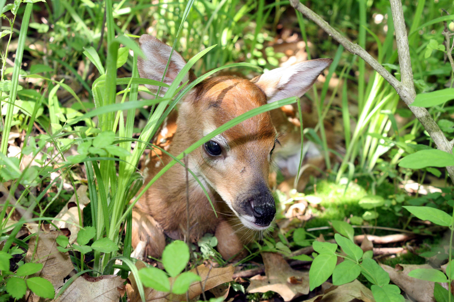 hiding fawn