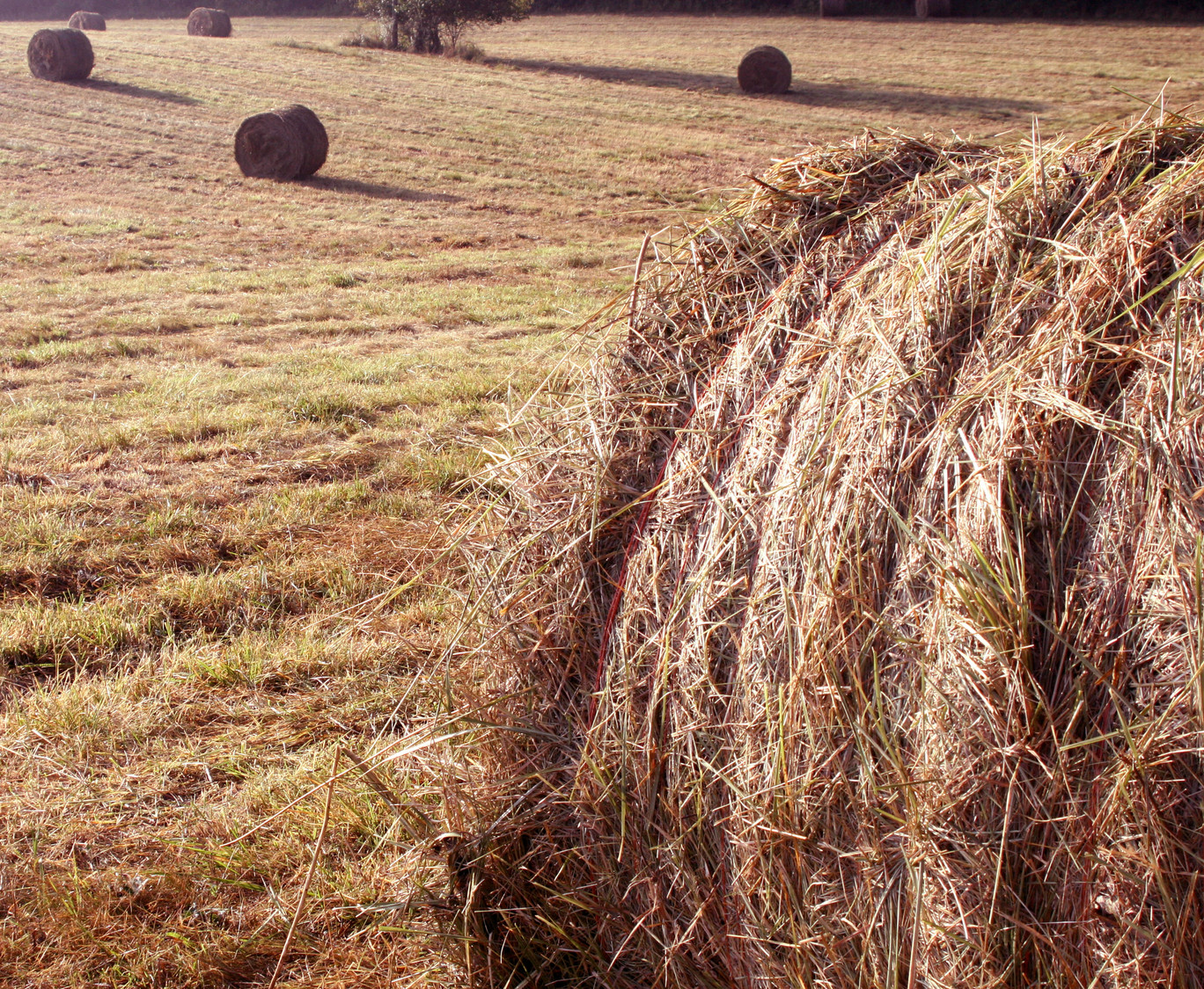 hayfield