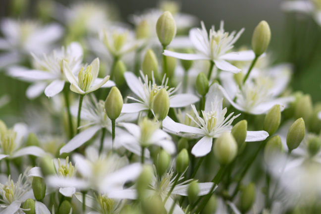 wh_wall of white flowers_012