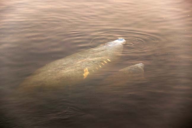 manatee mother and calf_002