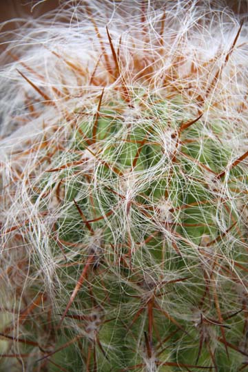 gr_cactus_ 029