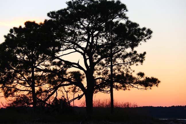 sunset thru the pines_056